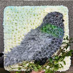 Pigeon funeral tribute 
