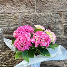 Pink hydrangea plant 