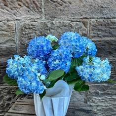 Blue hydrangeas plant 