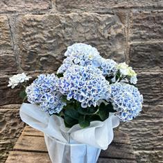 Soft blue hydrangea plants 