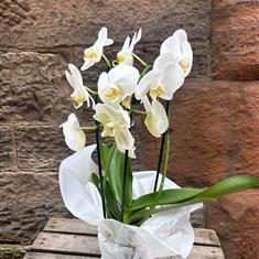 White phalaenosis orchid 