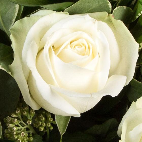Dozen Long Stemmed White Roses Nikkis Fleurs Florist Edinburgh